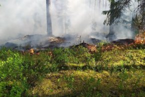 С начала года в лесах Свердловской области выявлено 157 нарушений правил пожарной безопасности