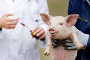 Информация для населения Слободо-Туринского района   по профилактике распространения заболевания  африканской чумой свиней (АЧС)