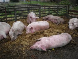 Пострадавшим уральцам выплатят компенсацию по африканской чуме свиней уже до конца этого года