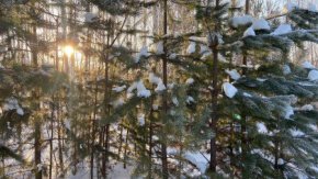На Урале разработали карту лесничеств, в которых можно законно срубить ёлку к Новому году