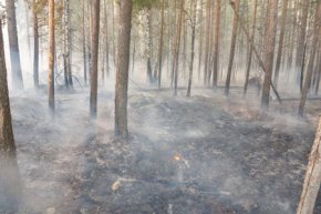 Площадь и количество действующих лесных пожаров на Среднем Урале за прошедшие сутки значительно сократились