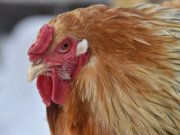 Промышленные стада птиц в Свердловской области внесут вклад в импортозамещение в стране