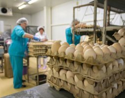 Ежедневный мониторинг цен на куриное яйцо в магазинах Среднего Урала организован МинАПК региона