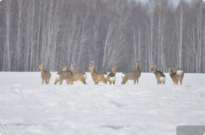 Более 35 тысяч километров прошли учётчики, чтобы сосчитать зверей и птиц в лесах Свердловской области