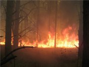 Охрана лесов от пожара - забота каждого