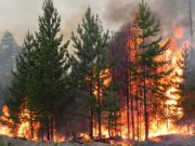 На борьбу с лесными пожарами на Урале направят 2,5 млрд рублей