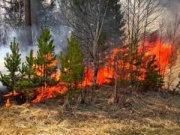 В Свердловской области локализовано пять природных пожаров и один ликвидирован