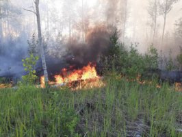 Большинство природных пожаров в Свердловской области удается ликвидировать в первые сутки