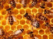 Апокалипсис близко, или Почему гибнут пчёлы?