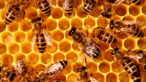 Апокалипсис близко, или Почему гибнут пчёлы?