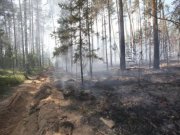 Минприроды Свердловской области предупреждает о соблюдении правил пожарной безопасности в лесах