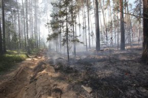 Минприроды Свердловской области предупреждает о соблюдении правил пожарной безопасности в лесах