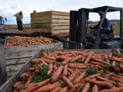 Уборка картофеля и овощей стартовала в Свердловской области