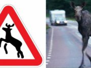 Госавтоинспекция Свердловской области советует обращать внимание на знаки «Дикие животные» и быть предельно внимательными во время поездок на автомобилях