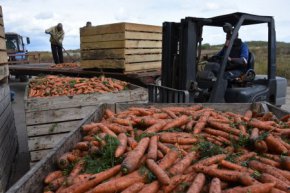 Уборка картофеля и овощей стартовала в Свердловской области