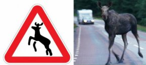 Госавтоинспекция Свердловской области советует обращать внимание на знаки «Дикие животные» и быть предельно внимательными во время поездок на автомобилях