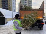 В Свердловской области дали рекомендации, как правильно утилизировать новогоднюю ёлку