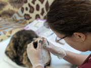 Более 300 животных стерилизовали в Свердловской области за год в рамках благотворительного проекта