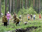 Более 250 тысяч деревьев высадили в Свердловской области в рамках акции «Сад памяти»