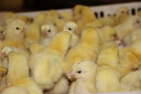 Ухаживать за цыплятами научат учеников агроклассов, созданных на Среднем Урале
