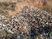 В Госдуму внесли законопроект о создании реестра скотомогильников и запрете строительства новых