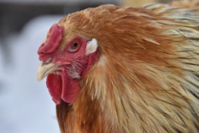 Промышленные стада птиц в Свердловской области внесут вклад в импортозамещение в стране