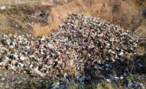 В Госдуму внесли законопроект о создании реестра скотомогильников и запрете строительства новых