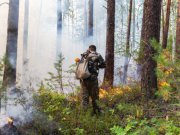 Ликвидированы лесные пожары на площади более 230 гектаров в Свердловской области