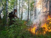 Арендаторов лесных участков, не предотвращающих пожары, смогут лишить договора аренды