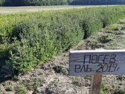 Более 24 миллионов сеянцев хвойных деревьев высадят для восстановления лесов Свердловской области в этом году