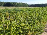 Более 30 миллионов рублей направят на восстановление лесов Свердловской области в 2024 году