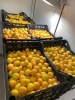 Инспекторы Россельхознадзора за один день проверили 108,2 тонны овощей и фруктов, ввезенных в Свердловскую область