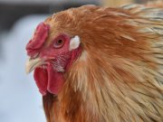 Более 145 тысяч птиц вакцинированы против высокопатогенного гриппа в личных подсобных хозяйствах уральцев