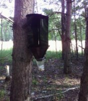 В Свердловской области началось обследование лесов на выявление карантинных вредителей леса