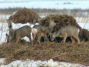 Учёные определят особенности сибирских косуль, обитающих в Свердловской области