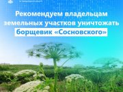 Свердловский Росреестр рекомендует владельцам земельных участков уничтожать борщевик «Сосновского»