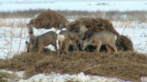 Учёные определят особенности сибирских косуль, обитающих в Свердловской области