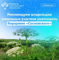 Свердловский Росреестр рекомендует владельцам земельных участков уничтожать борщевик «Сосновского»