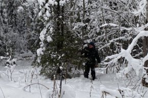 Уральцы могут самостоятельно заготовить новогоднее дерево уже с 16 декабря